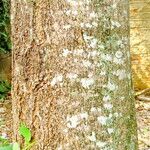 Tabebuia aurea Bark