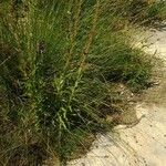 Lysimachia ephemerum Plante entière