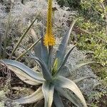 Aloe africana Natur