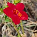 Hibiscus aponeurus Květ