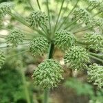 Angelica sylvestrisFlower