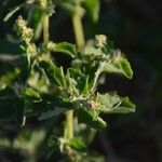 Atriplex rosea Ліст