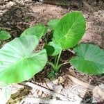 Alocasia odora Liść