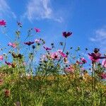Cosmos bipinnatus Fula