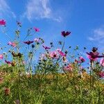 Cosmos bipinnatus Flors