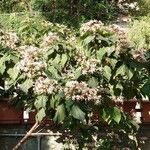 Clerodendrum trichotomum Характер