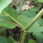 Persicaria campanulata Leaf