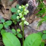 Pyrola elliptica Fiore