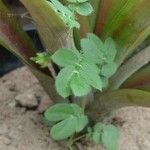 Kallstroemia maxima Leaf