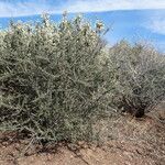 Ceanothus cuneatus Habitus