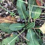 Rumex pulcher Leaf