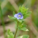 Veronica arvensis Flors