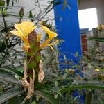 Barleria lupulina Květ