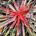 Bromelia balansae Fuelha