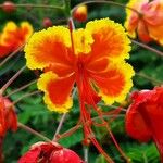 Caesalpinia pulcherrimaBlüte