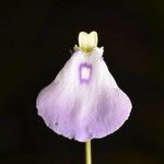 Utricularia pubescens Fleur