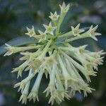 Cestrum parqui Flower