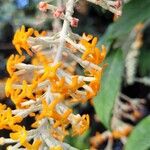 Buddleja madagascariensis Kwiat