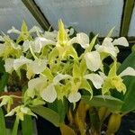 Dendrobium forbesii Blomst