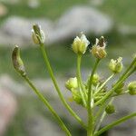 Draba nemorosa Flower