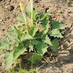 Datura ferox Bloem