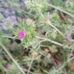 Geranium dissectumFlor