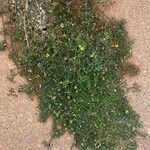 Medicago littoralis موطن