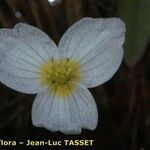 Luronium natans Flower