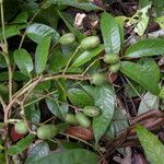 Spondias radlkoferi Fruto
