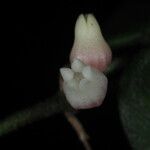 Dischidia immortalis Flower