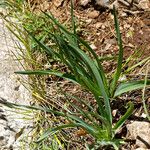 Asphodelus macrocarpusΣυνήθη χαρακτηριστικά