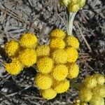 Helichrysum stoechas Цветок