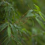 Phyllostachys nigra Blad