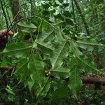 Crateranthus congolensis ഇല