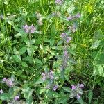 Clinopodium vulgareFleur