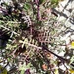 Sisymbrella aspera Hoja