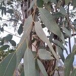 Eucalyptus globulus List