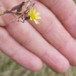 Lactuca saligna Flower