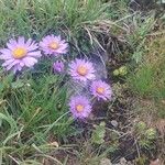 Aster alpinus Fleur