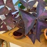 Oxalis triangularis برگ