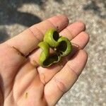 Libidibia coriaria Fruit