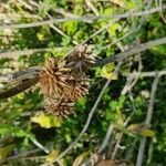 Montanoa bipinnatifida Fruit