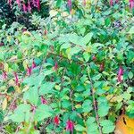 Fuchsia magellanicaDeilen