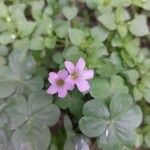 Oxalis violacea Цвят