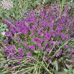 Thymus praecox Habit