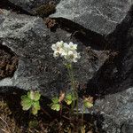 Suksdorfia ranunculifolia Plante entière