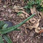 Gasteria excelsa Hostoa