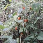 Physalis alkekengi Habit