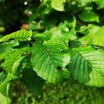 Carpinus orientalisFuelha