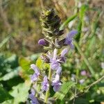 Salvia × sylvestris Cvet